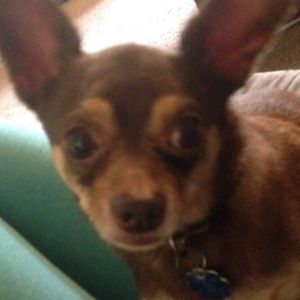 Meet your Posher, Jennie